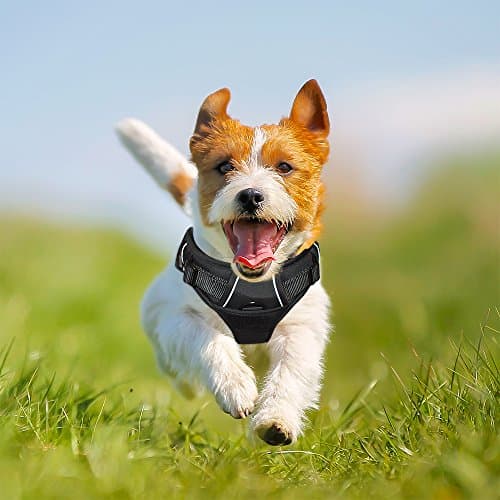 Front Range Dog Harness No-Pull Pet Harness Vest Adjustable Outdoor Pet Vest, Reflective Padded Oxford Material,Easy Control for Small Medium Dogs,Black S