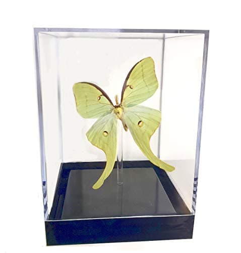 Mounted Luna Moth Table Top Display (4" x 4" x 5.5")