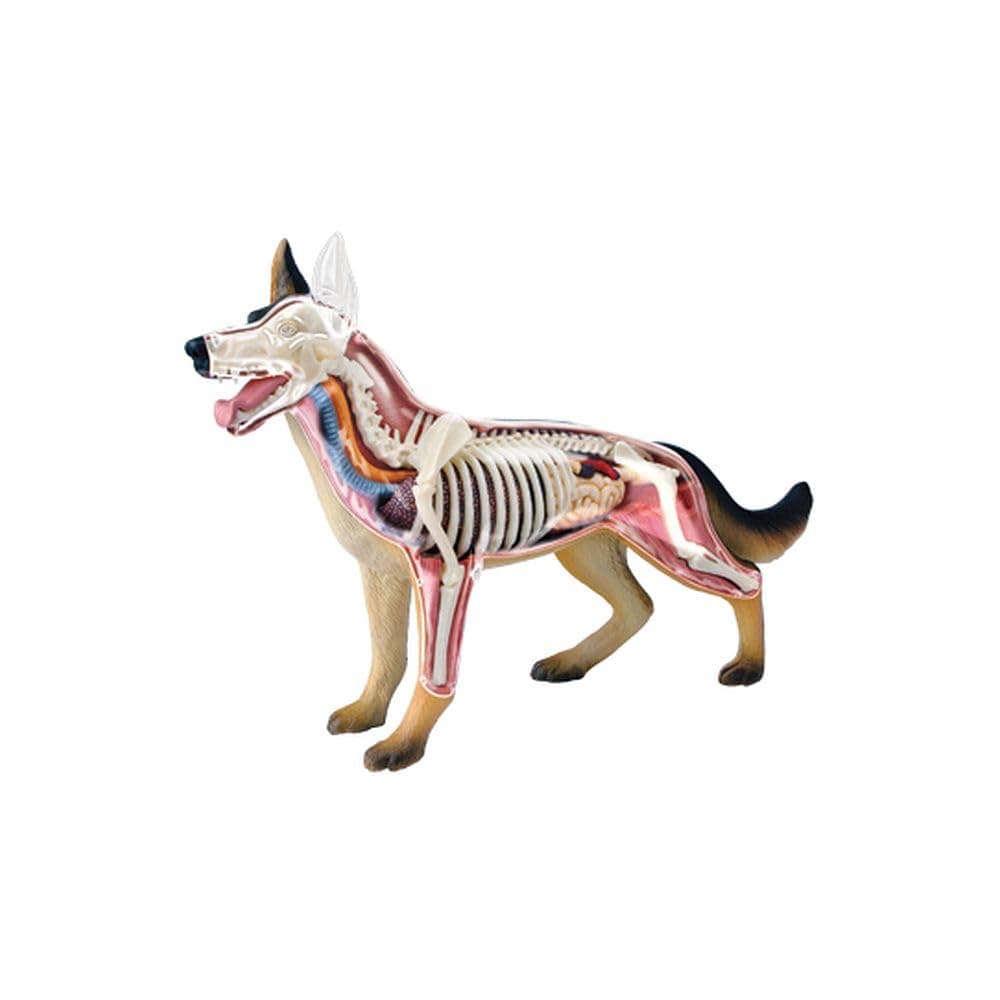 4D Vision Dog Anatomy Model