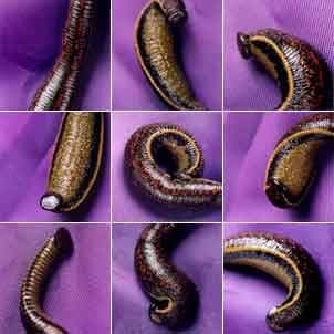 20 Mixed Live Leeches