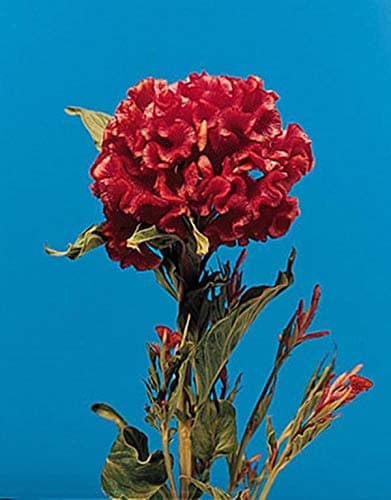 Celosia Fireglow Annual Seeds