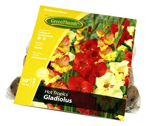GT Gladiolus Bulb