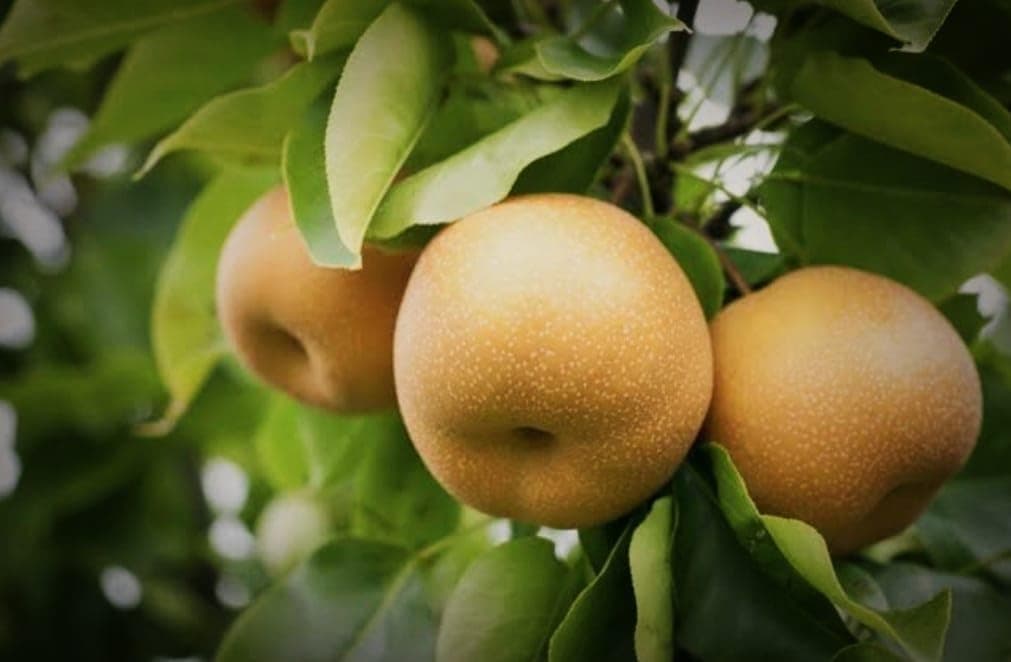 Hidden Enterprise Indian Botanically All Time Grafted Round Shape Testy And Healthy Pear Fruit Live Plant. For Home Garden Out Door Hybrid Plant.Pack Of 01 Bangli Minig Of Nashpati Fruit.