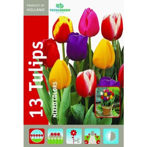 Mixed Tulip Flower Bulb