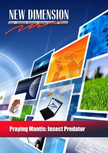 Praying Mantis: Insect Predator