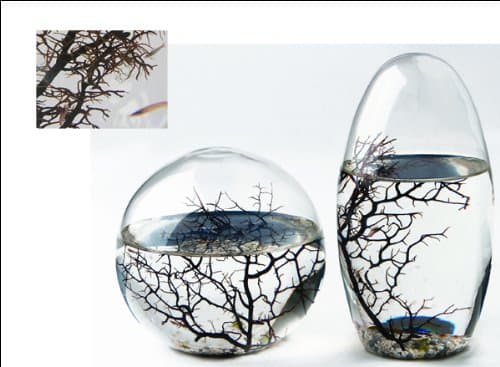 EcoSphere Small Egg 3-4 Shrimps