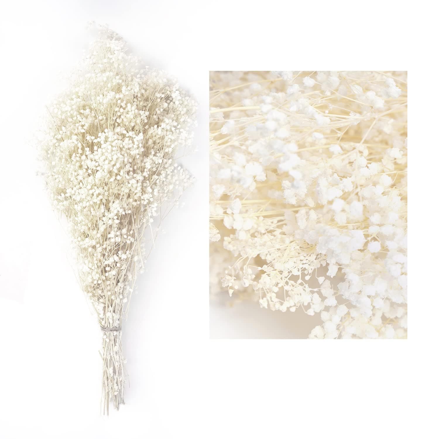 Dried Flowers White