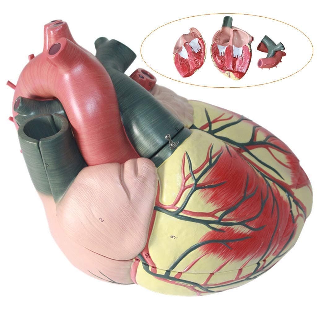 Educational Model Human Heart Model Learning Resources Soft Foam Cross-Section Cardiac Structure Model for Cardiology and Human Organ Anatomy Model