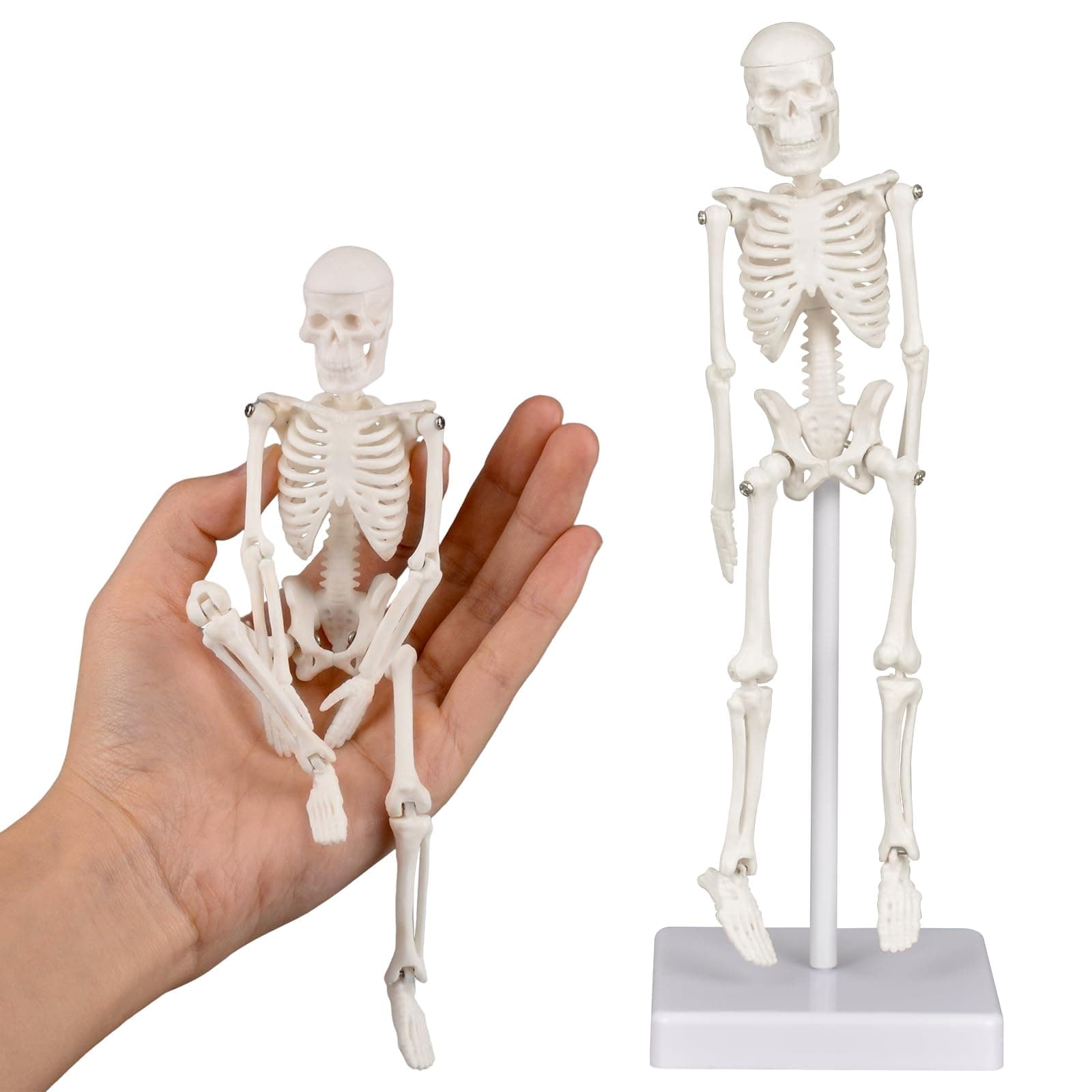 Mini Skeleton Model, 7.8" Small Anatomy Skeleton Figure, Movable Arms and Legs, Human Body Model with Base, Human Bones for Teaching Tool, Decoration