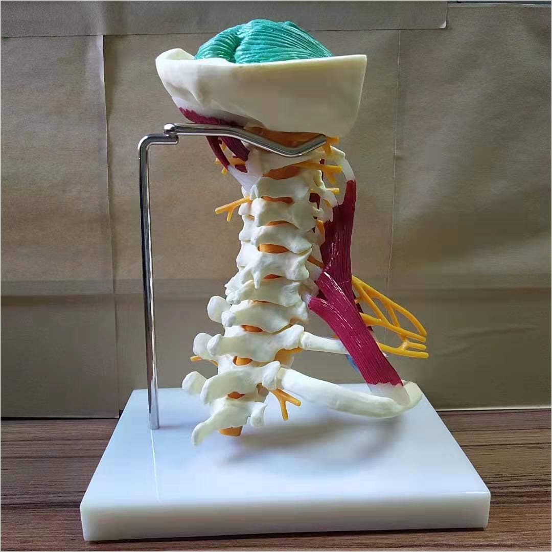 DBSCD Cervical Vertebrae Model - Human Cervical Spine And Cervical Bone Model - 1:1 Life Size Muscle Nerve Anatomical Model with Nerves,Brain Stem,Occipital Bone,Axilla,Cervical Thoracic Vertebrae