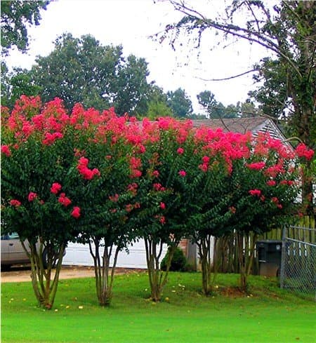 Crape Myrtle Guy 6 Pack - Red Flowering Trees - Lagerstroemia - Quart Container - 6-12 Inches Tall