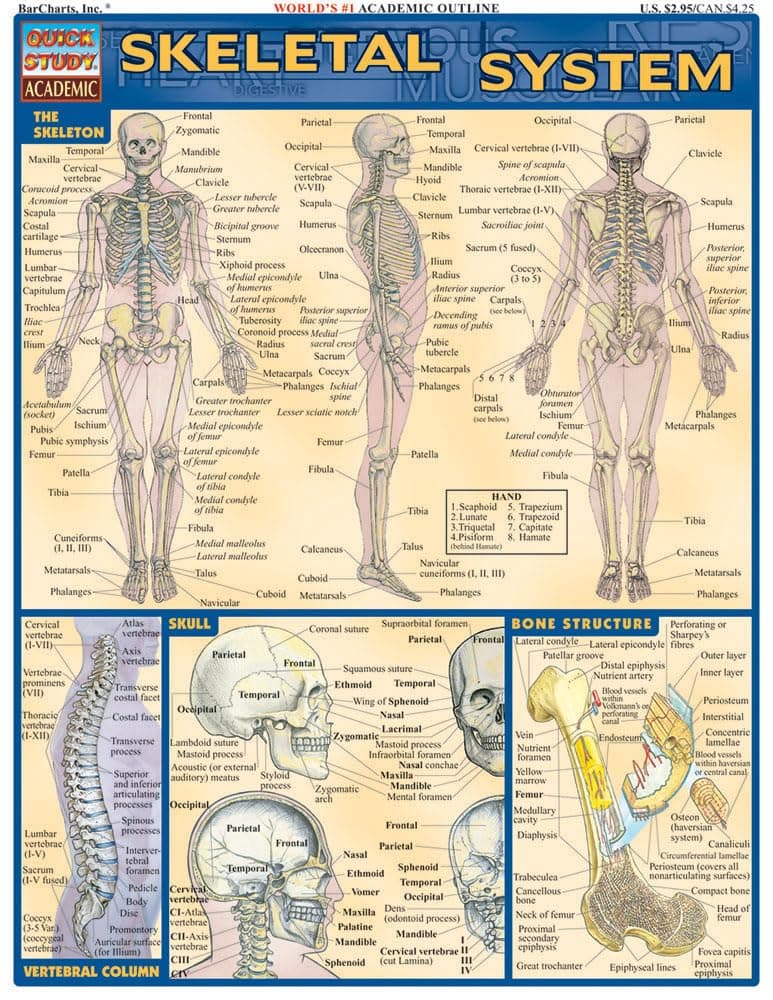 Skeletal System Quick Study Reference Guide