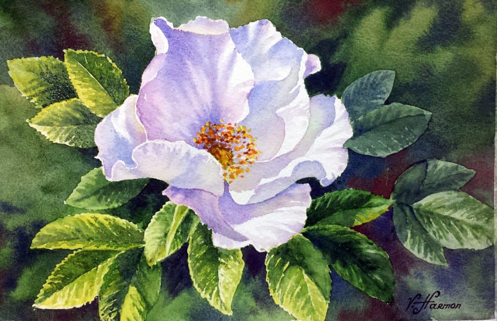 White Rosa Ragusa