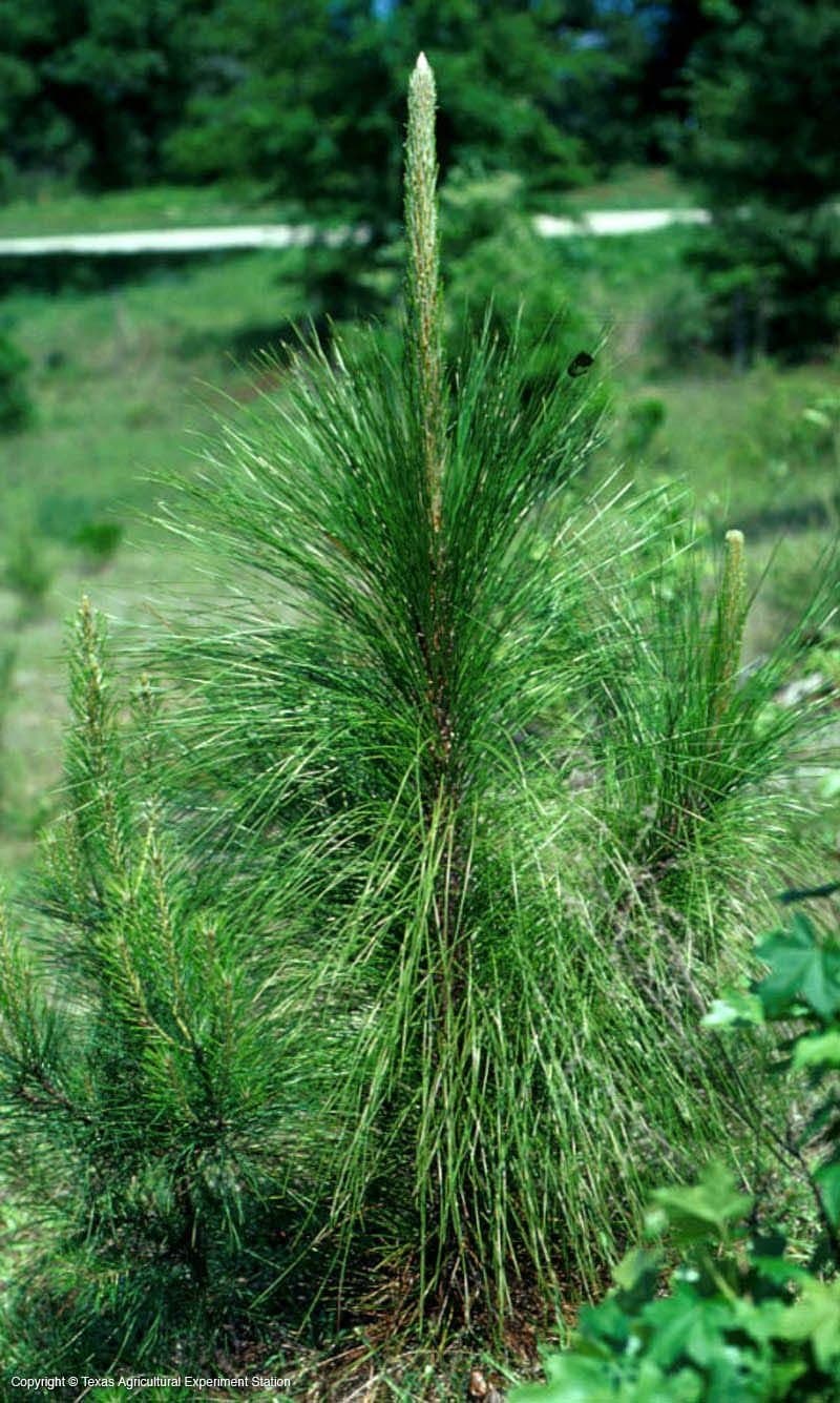 Pinus palustris LONGLEAF PINE TREE Seeds!