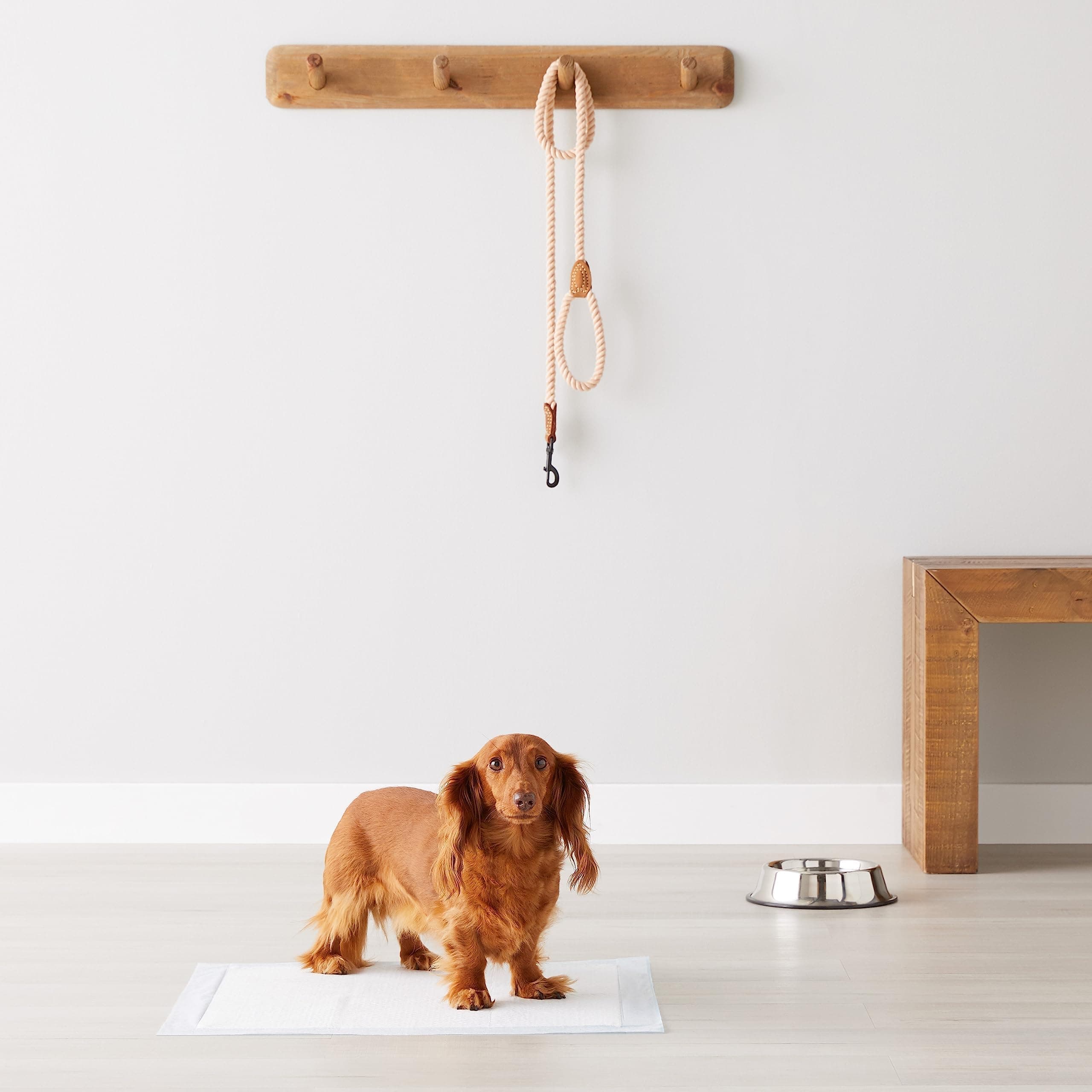 Amazon Basics Leakproof, 5-Layer, Scented Dog Pee Pads for Potty Training, 55.9 x 55.9 cm, Pack of 1, Regular (100 Count), Blue