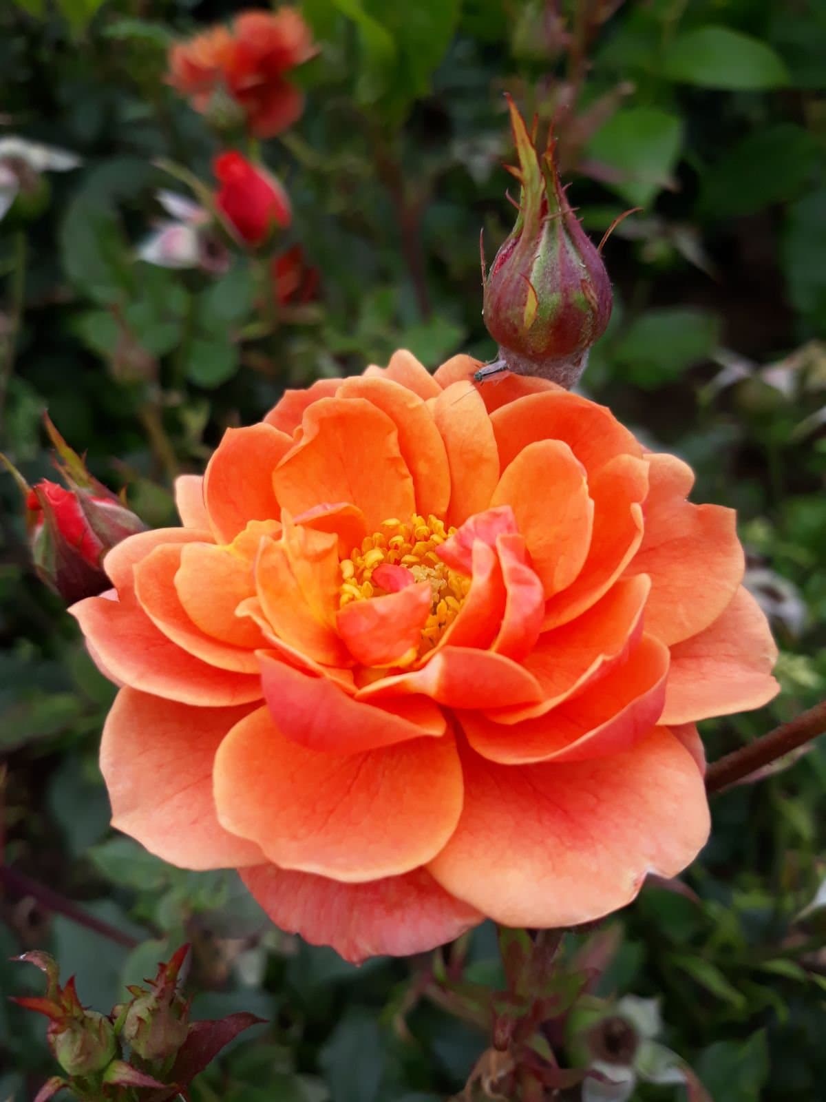 Ginger Nut Patio/Miniature Rose Bare Root