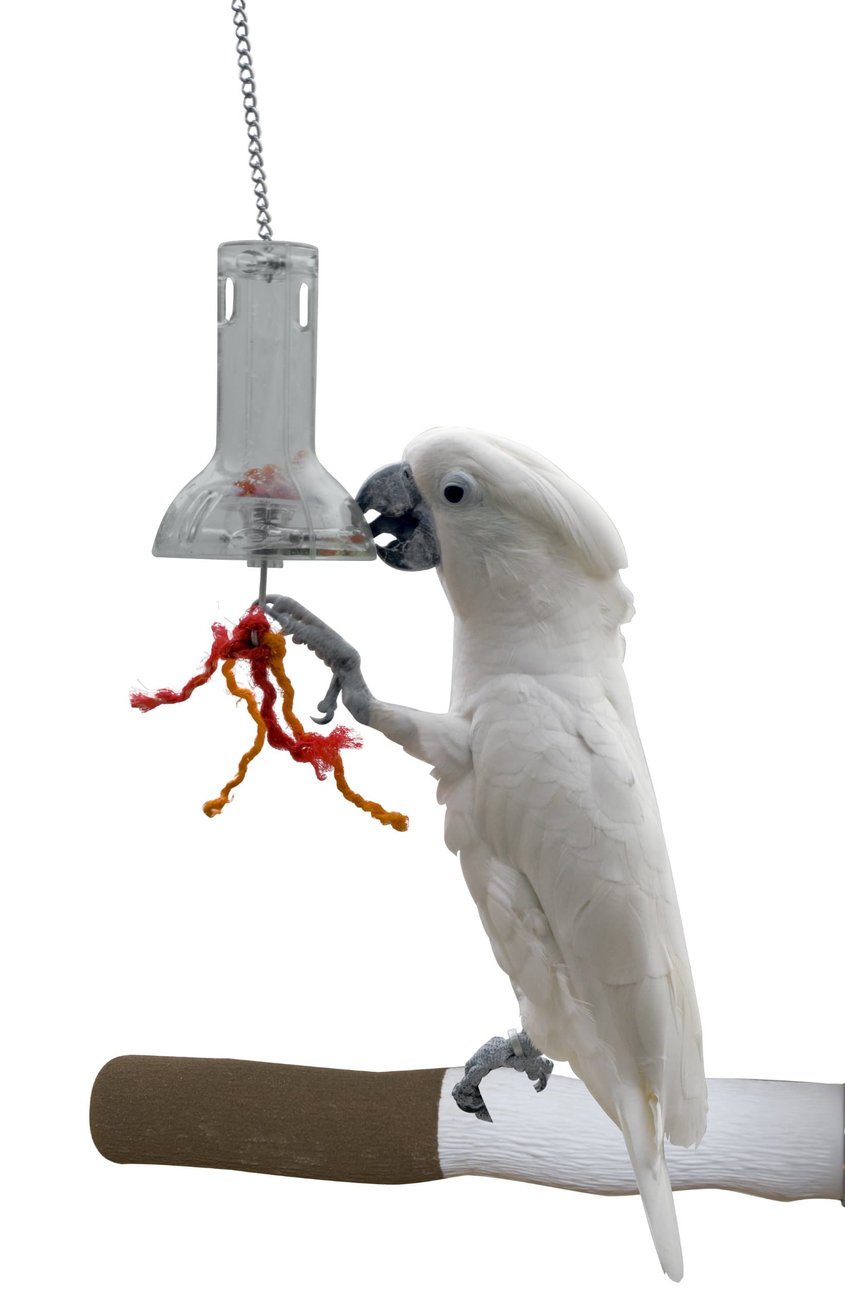 Creative Foraging Systems Foraging Capsule, 4-Inch Wide by 6-Inch Long with 12-Inch Chain