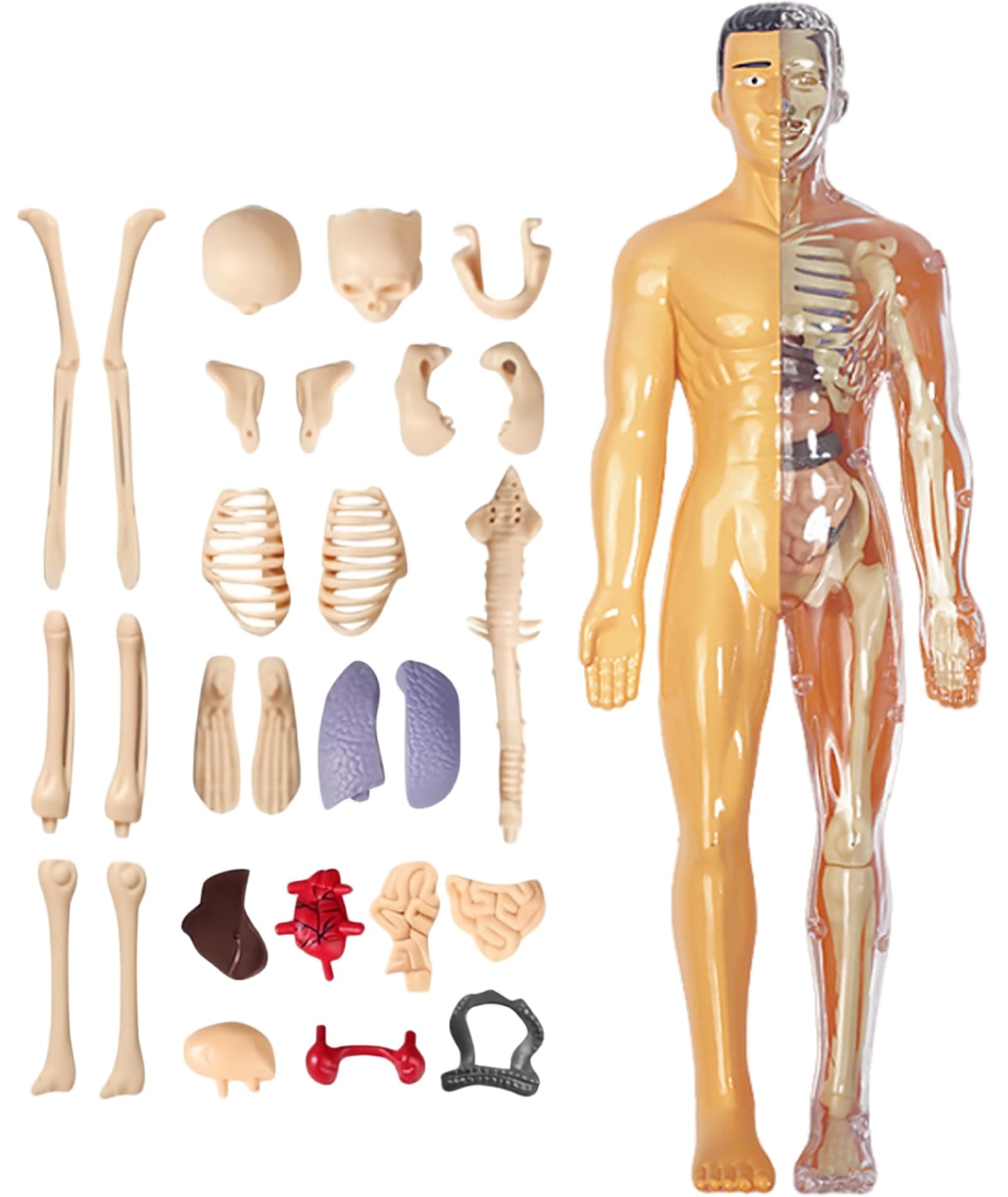 Clear Human Body Structure Model, Human Body Structure Model, Human Torso Anatomy Model Removable Semi-Clear Human Body Model for Kids Realistic Organ & Skeleton Science Educational