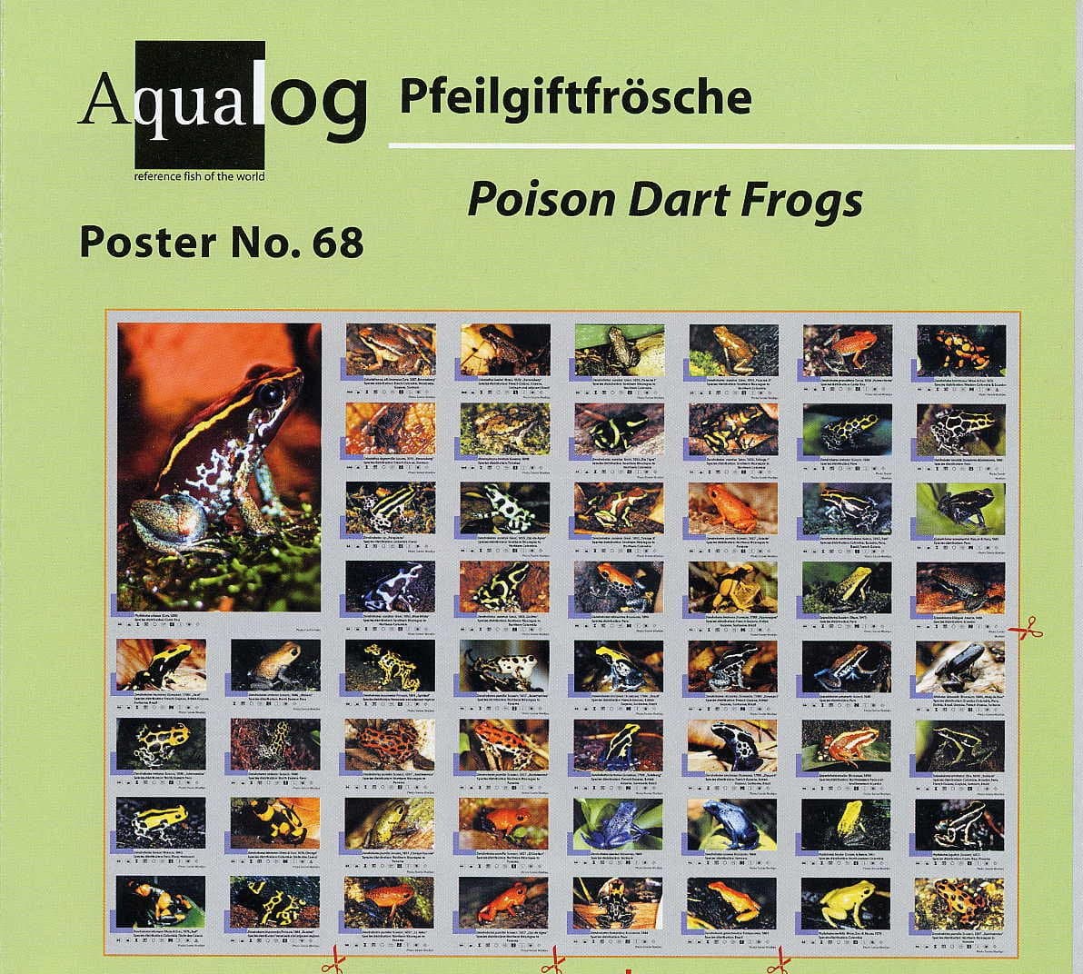 Folding Poster Poison Dart Frogs