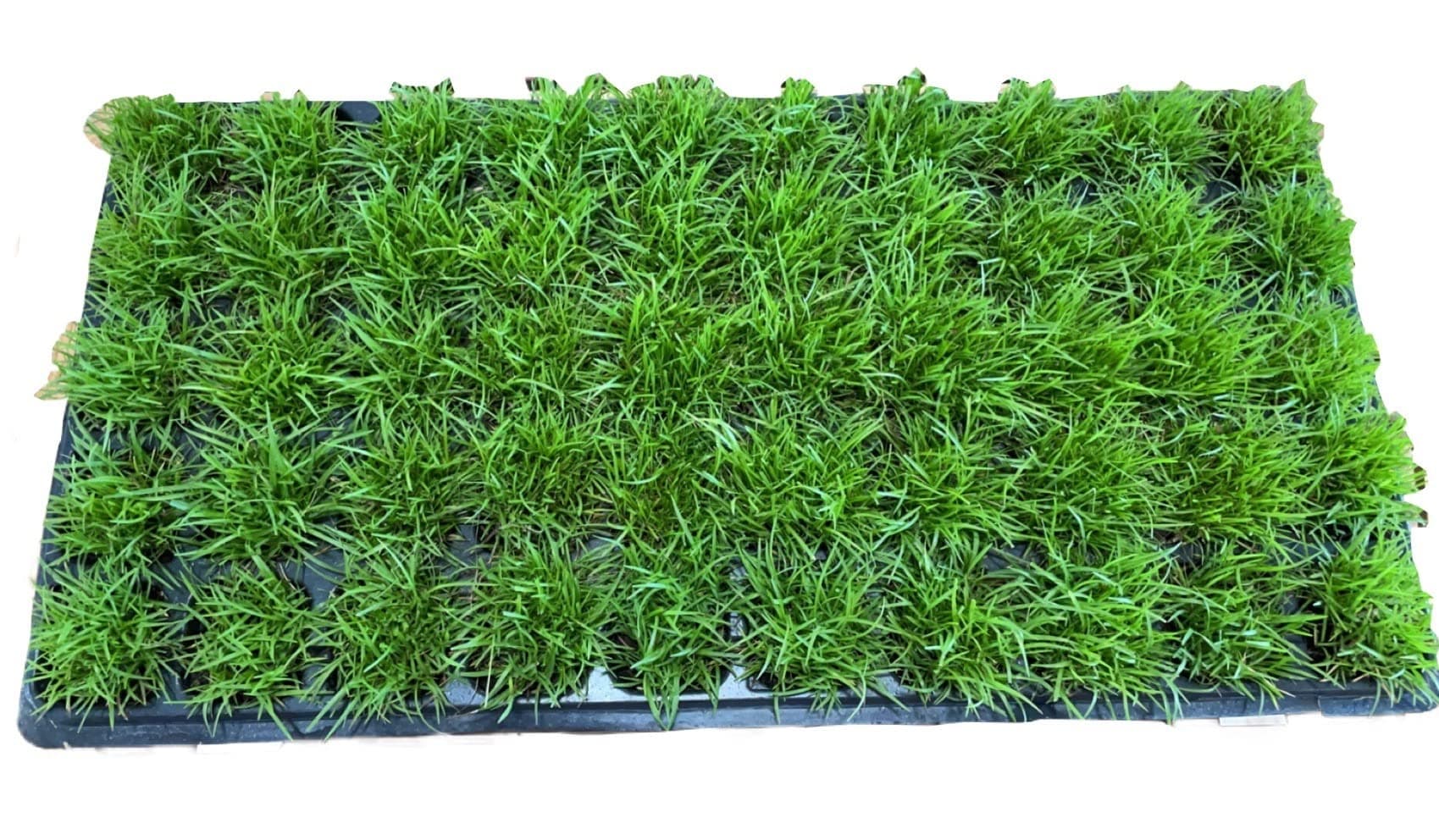 Centipede Grass Plug Tray | EZ Plug 50 Grass Plugs Per Tray