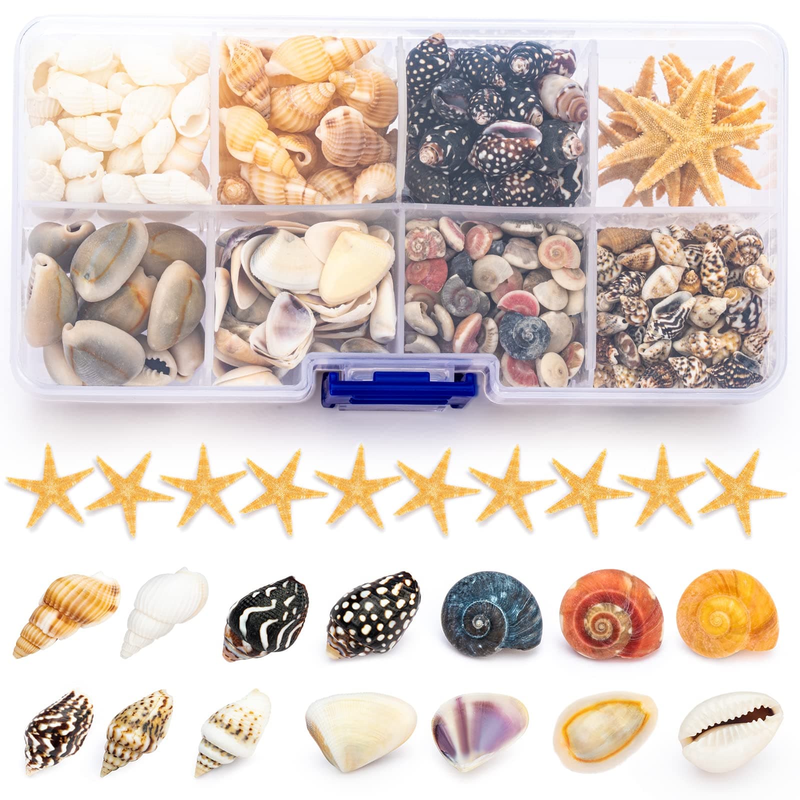 Premium Tiny Seashell Mix, Including Sea Shells, Sea Snails and Starfish total 300+PCS (8 Kinds), Shells for Crafts Decorating Resin and Mosaics Projects DIY Crafts Home Decor Beach Themed Party