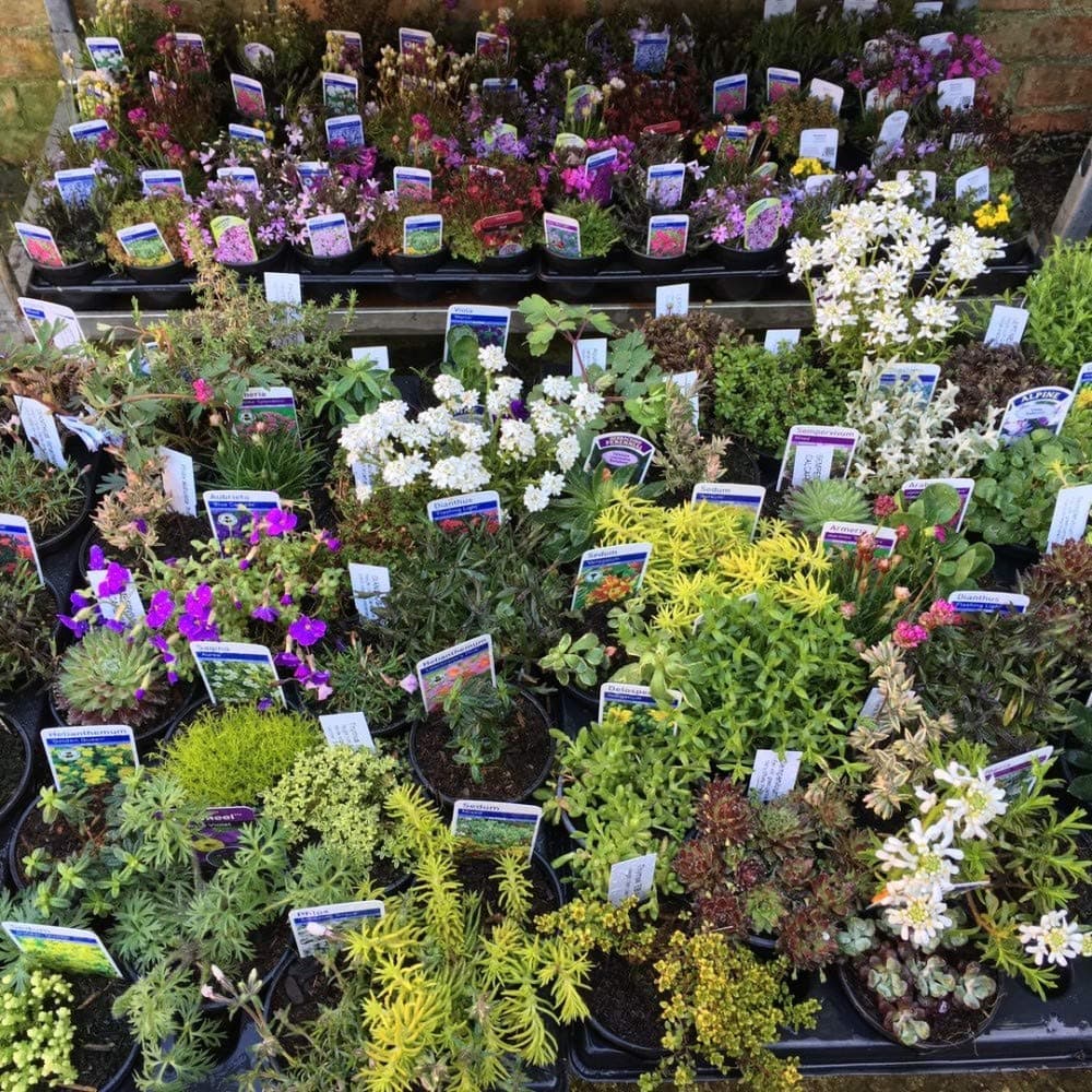 Pack of 6 Mixed Alpine