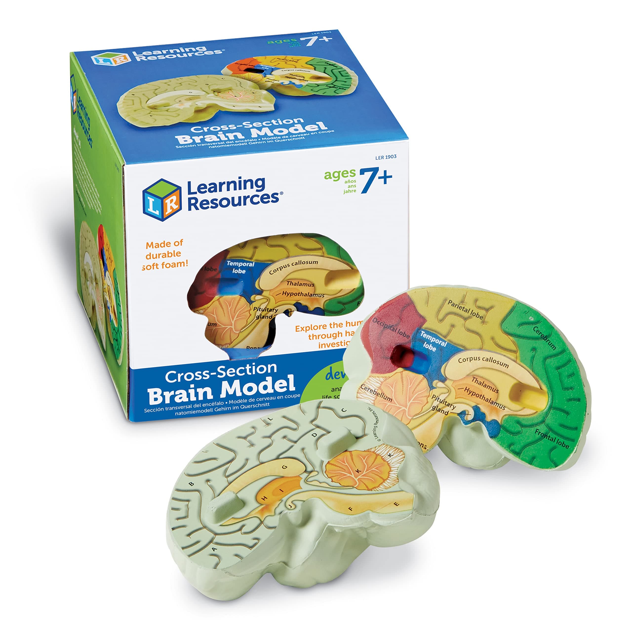 Learning Resources Cross-section Brain Model, 2 Piece, Color Coded, Ages 7+
