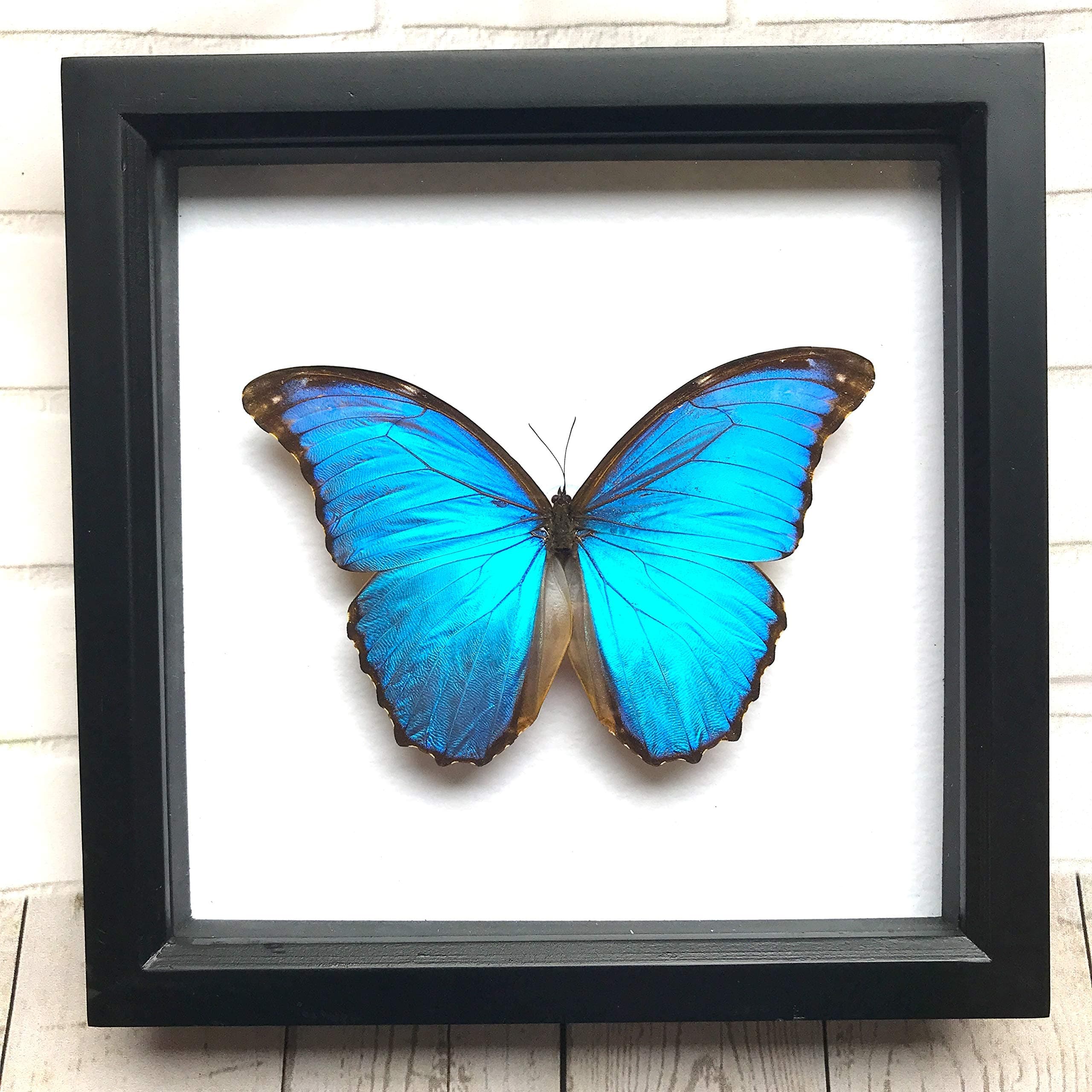 Giant Blue Morpho Butterfly (Morpho didius) Deep Shadow Box Display | Genuine Specimen | Frame Size 25 x 25cm