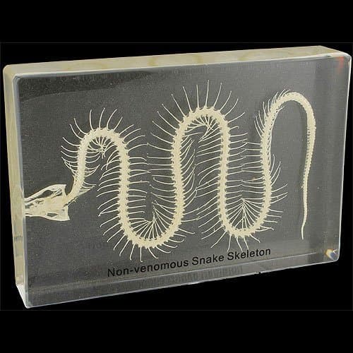 Real Skeleton Specimen (SNAKE SKELETON)