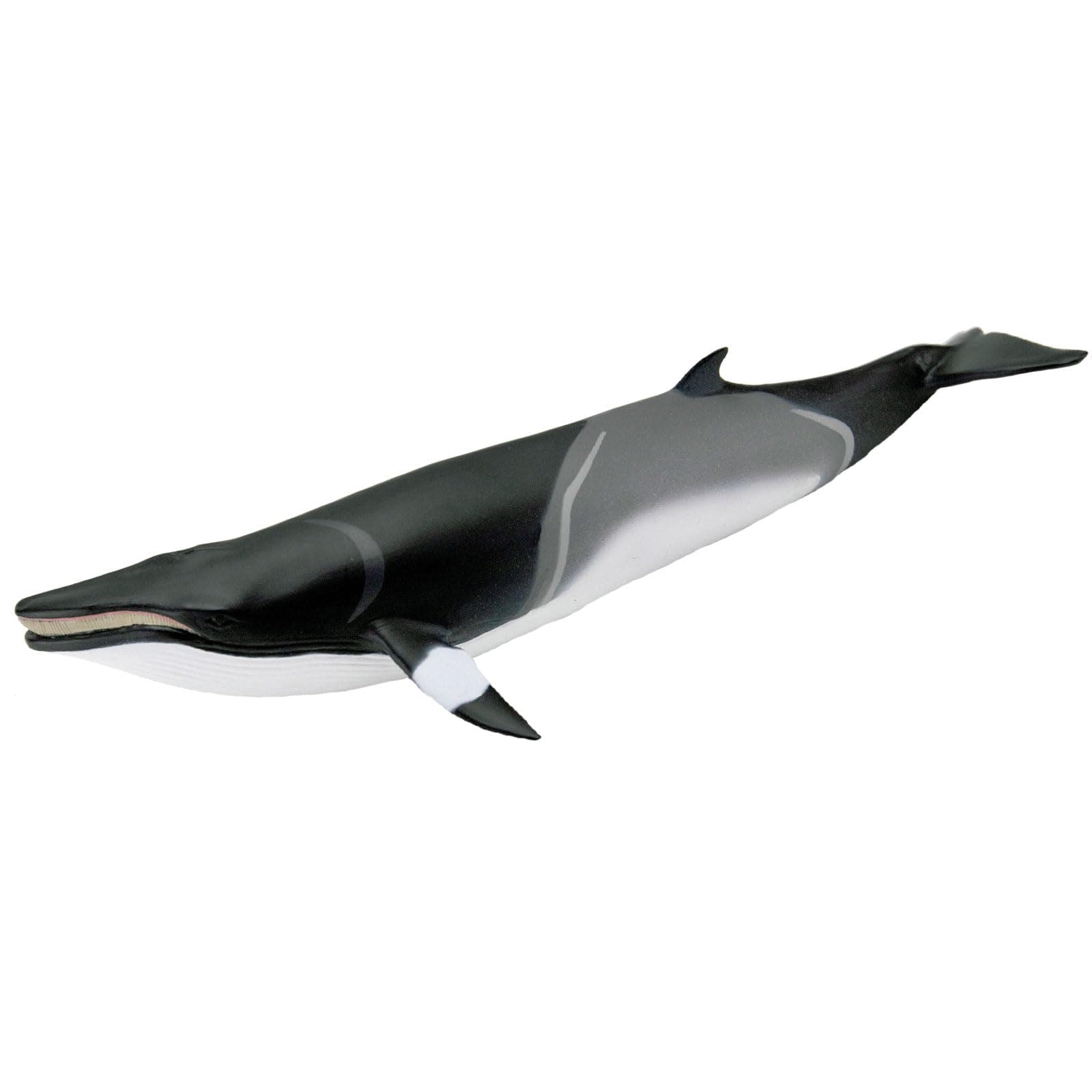 Minke Whale | New