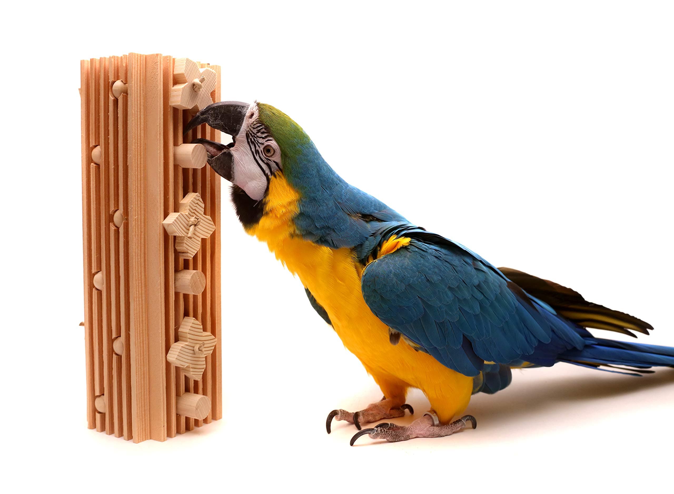 Activity Block - Large Parrot Toy